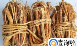 怎样选五指毛桃