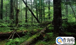 怎样在家自制水苔