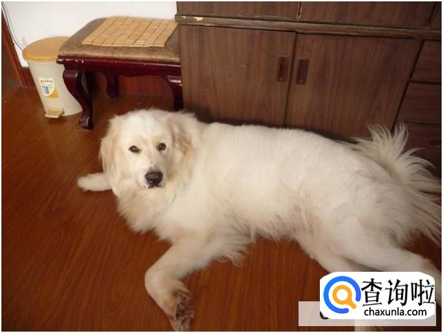 怎么判断狗狗是否怀孕