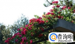 藤本月季要怎样种植花开满架？