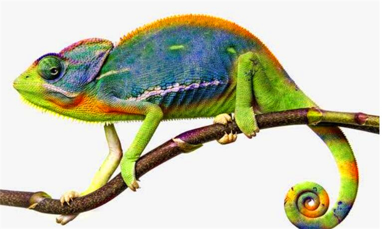 什么是冷血动物