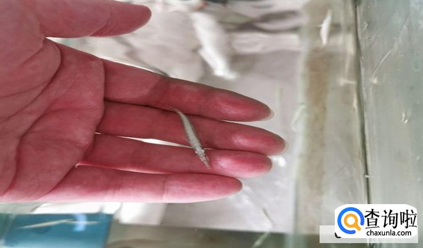 水银针打破了怎么清理比较好