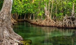 红树林在中国分布的最北地带是