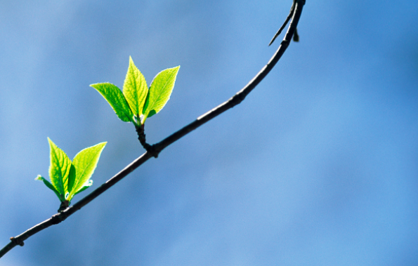 描写春天的成语有哪些