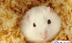 仓鼠不想养了怎么办？仓鼠不想养了怎么处理？