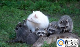 宠物浣熊多少钱一只