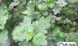 菊花叶子长白斑的解决方法