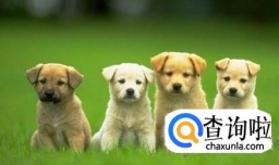 夏天狗狗吃什么好？天热狗狗喂养注意事项