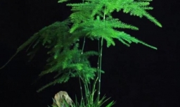 文竹发黄怎么挽救