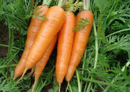 对眼睛最有益的十种食物