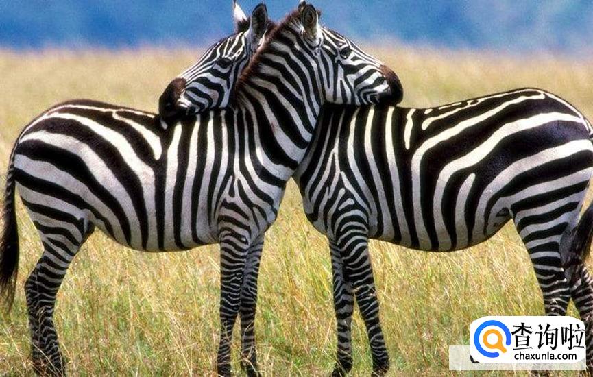 斑马为什么身上有黑白条纹