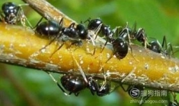 哪些人适合吃蚂蚁？