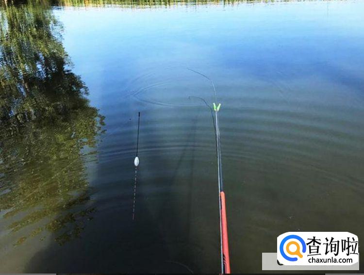 初学者钓鱼技巧，新手如何钓鱼？