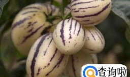 怎么才能挑选到美味的人参果？