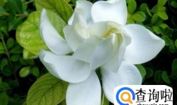 栀子花的养殖方法和注意事项有哪些？