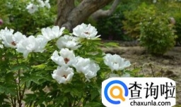 药牡丹的种植方法