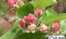 苹果花期怎样管理