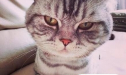 怎样给猫剪指甲