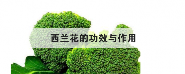 西兰花的功效与作用