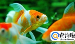 怎么辨别雌雄金鱼？