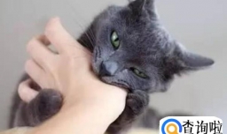 小猫咬人怎么办