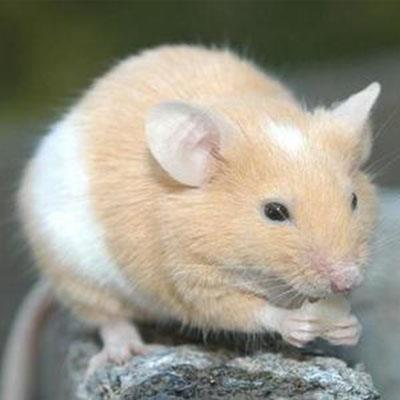 老鼠为什么要破坏家具