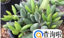 多肉水泡怎么养