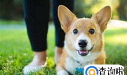 如何防止狗狗咬伤人？家庭如何正确养狗？