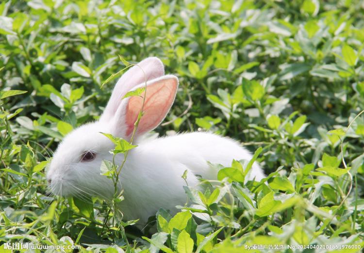 高风玉骨指什么动物