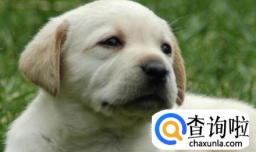 城市养狗需要注意哪些问题？