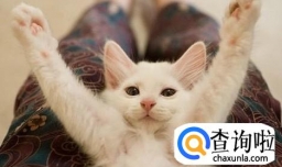 哪些行为会使主人失去猫咪对自己的信任