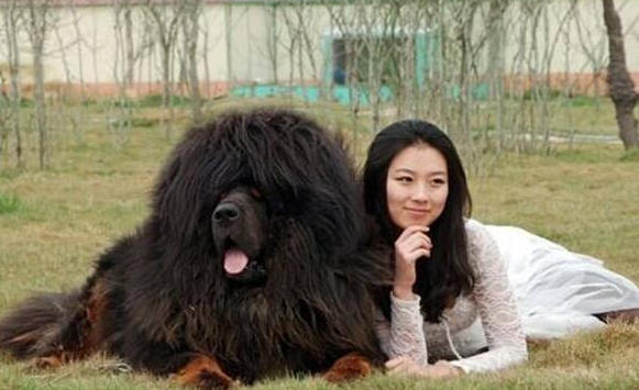 世界上最大的藏獒王