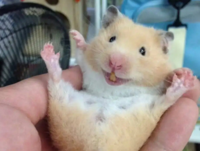 仓鼠的品种有哪些区别？