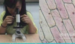 怎样使用显微镜观察洋葱表皮细胞正确步骤