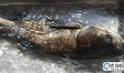 吃胖头鱼有哪些好处（改善记忆力）