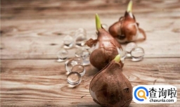 郁金香的家庭种植方法介绍