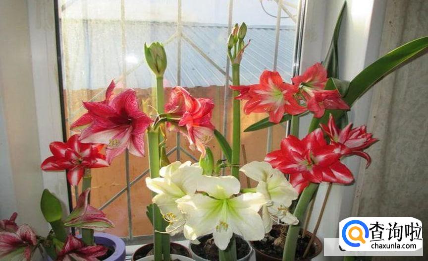 朱顶红的繁殖方法