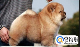 到底给幼犬吃多少狗粮？