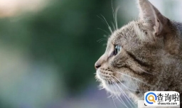 有哪些宠物好养又干净