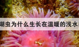 珊瑚虫为什么生长在温暖的浅水区