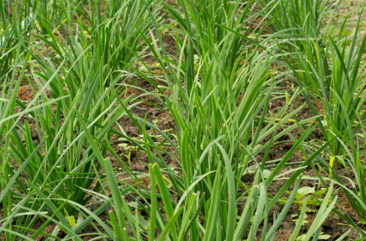 韭菜老了怎么处理