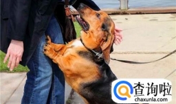 狗狗喜欢扑人怎么办 如何训练狗狗不扑人