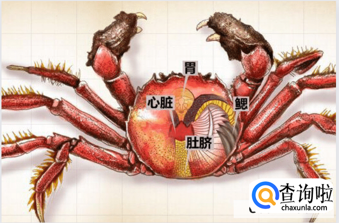 吃螃蟹时哪些地方不能吃