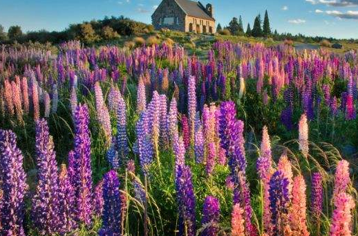 母亲节送花送什么花