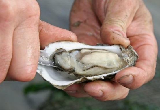 牡蛎和生蚝的区别
