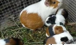 荷兰猪的养殖方式