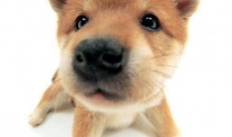 狗狗驱虫后可能会出现的反应