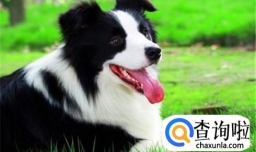 边境牧羊犬怎么训练？