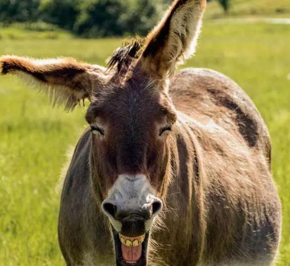 笑容可掬的意思是什么