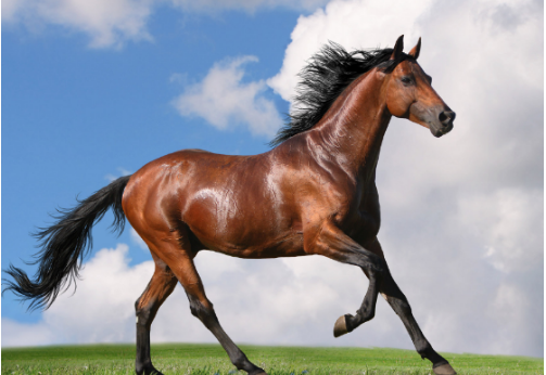 骡子和马的区别